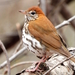 Wood Thrush - Photo (c) Anna Hess, some rights reserved (CC BY), uploaded by Anna Hess