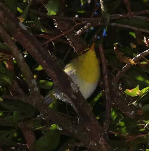 Yellow-throated Woodland Warbler (Phylloscopus ruficapilla), photo 1