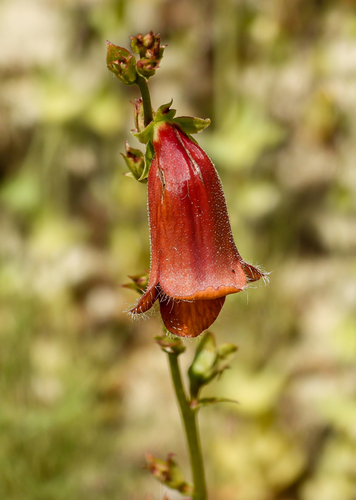 Spanish Rusty Foxglove