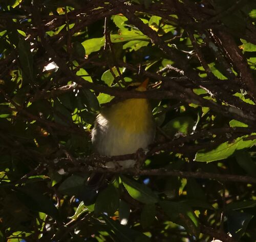 Yellow-throated Woodland Warbler (Phylloscopus ruficapilla), photo 2
