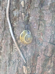 Cepaea