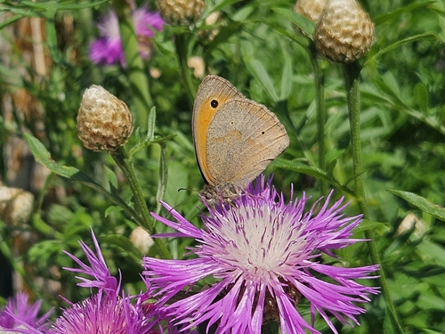 Meadow Brown
