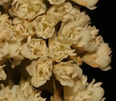 Erica leucanthera