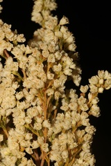 Erica leucanthera