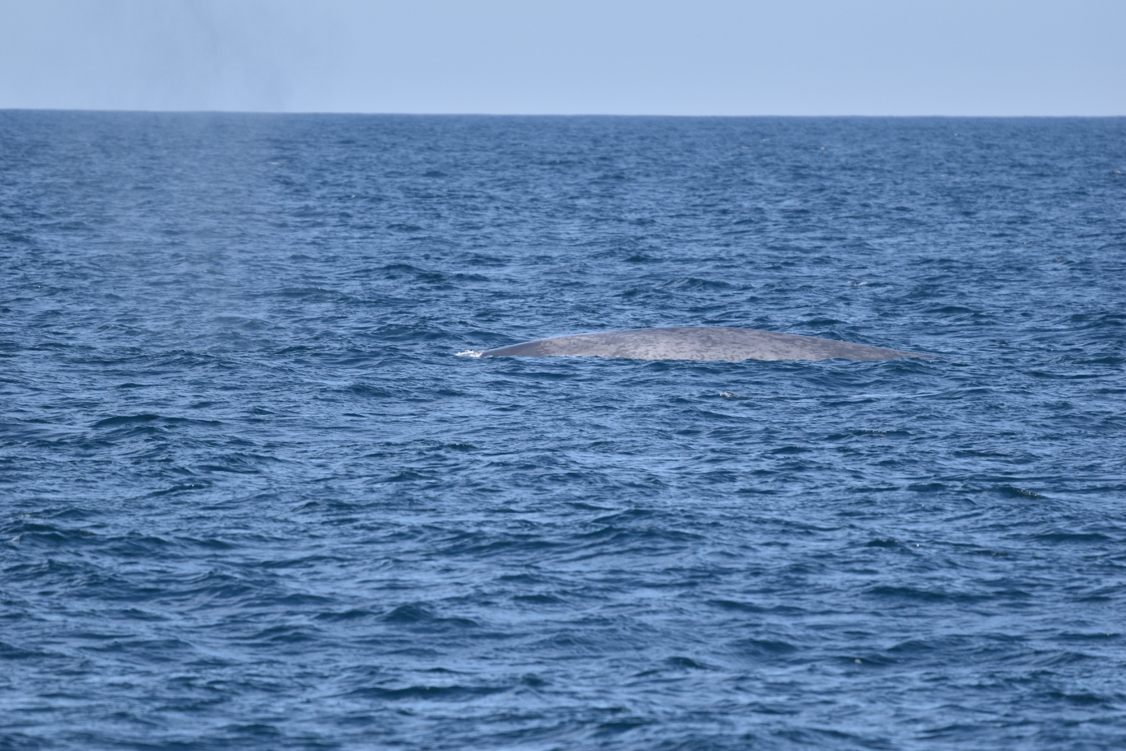 Balaenoptera musculus