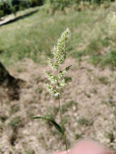 Trisetaria panicea observed 2026-06-07