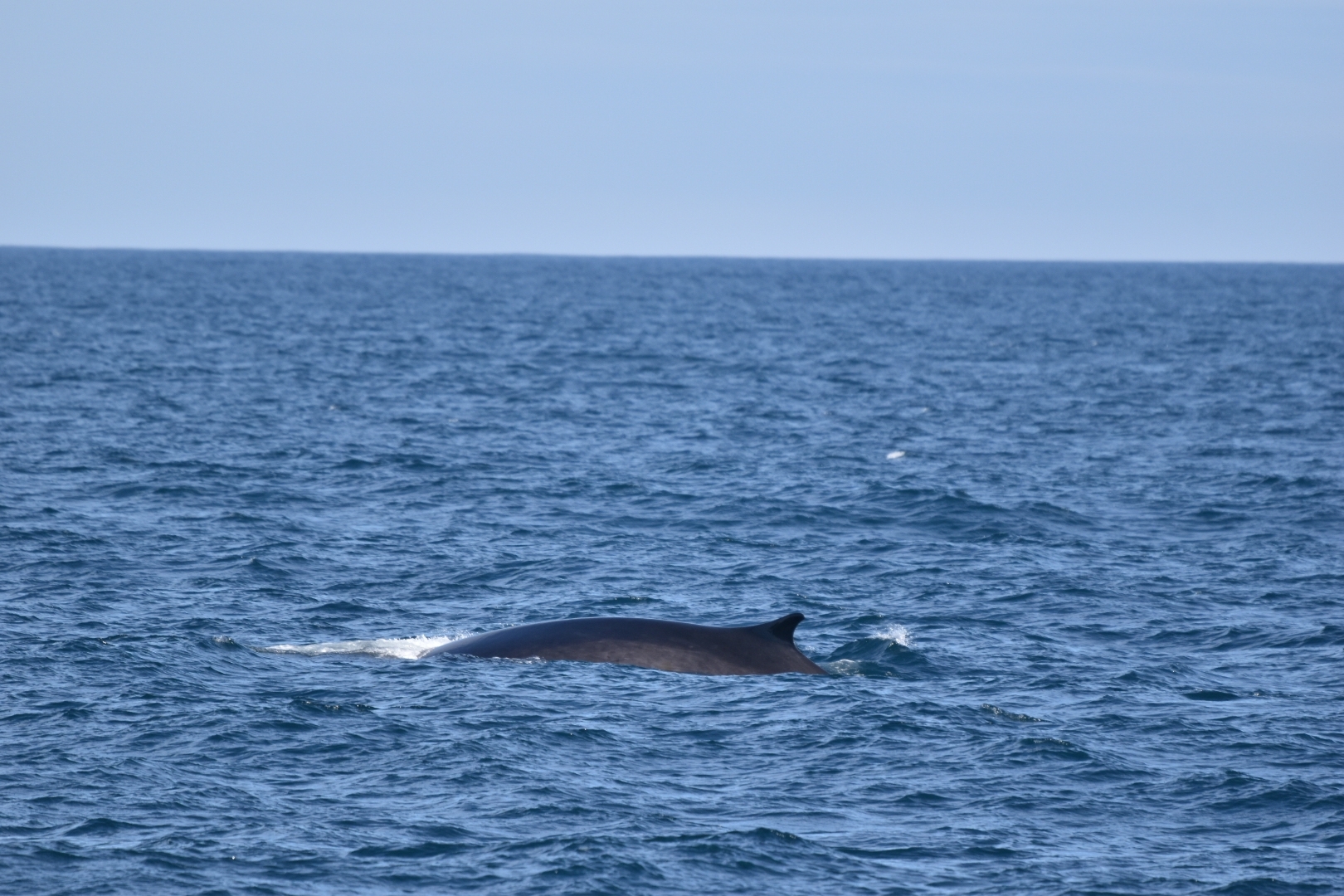 Balaenoptera physalus