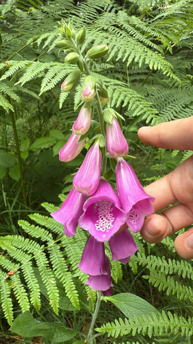 purple foxglove