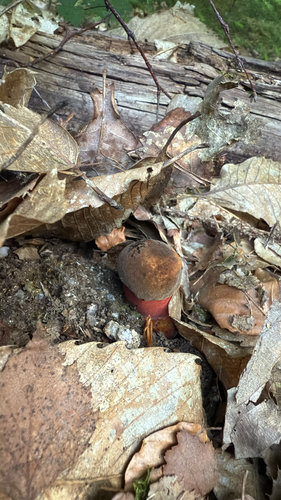 Dotted Stem Bolete