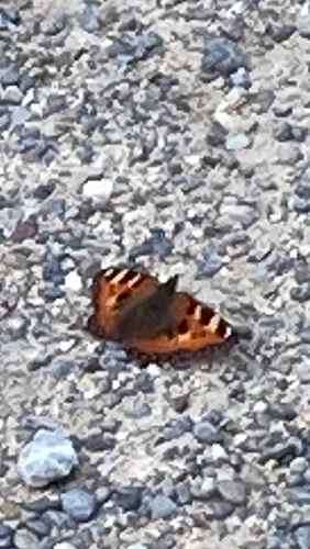 Small Tortoiseshell