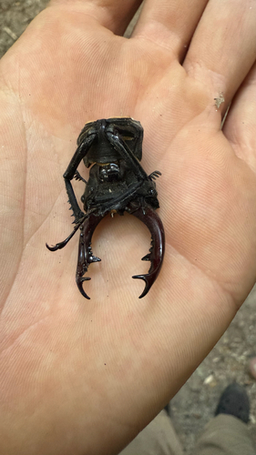 European Stag Beetle