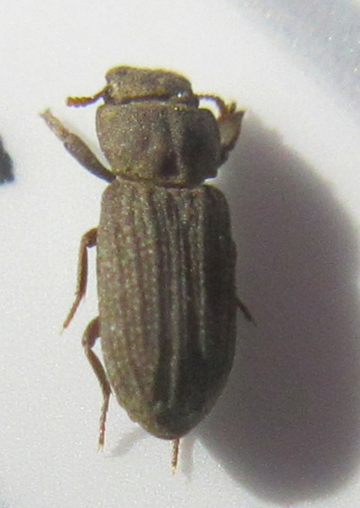 Cnemeplatia