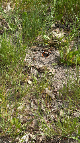 Red Admiral