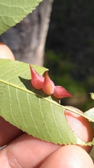 Caryomyia caryaecola