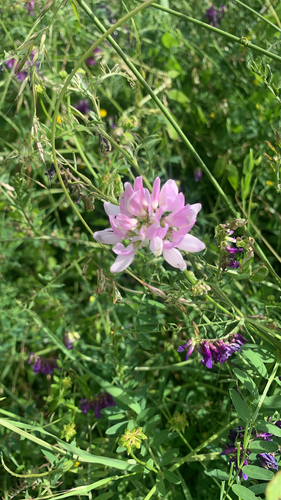 purple crownvetch