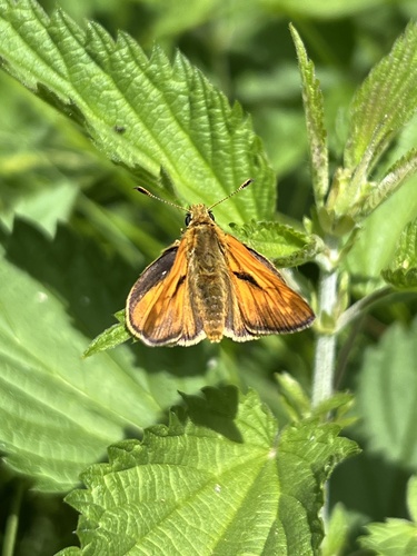 Large Skipper