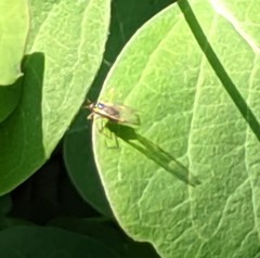 Diptera