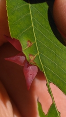 Caryomyia caryaecola