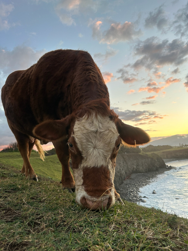 Bos taurus observed 2025-02-18