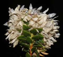 Lachnaea filamentosa