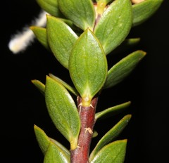 Lachnaea filamentosa