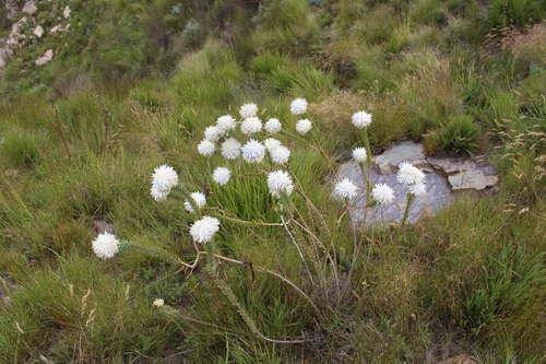 Image of Lachnaea filamentosa by (c) Brian du Preez, some rights reserved (CC BY-SA)