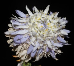 Lachnaea filamentosa