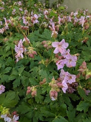 Geranium