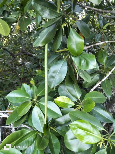 Rhizophora mucronata