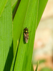 Chloromyia