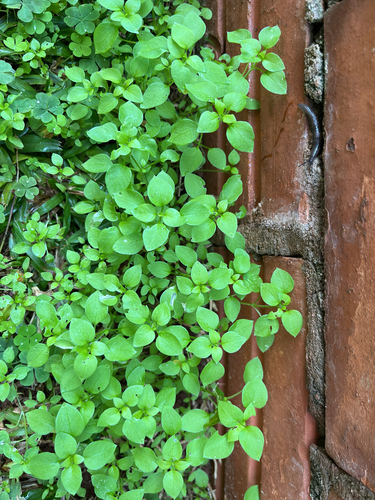 common chickweed