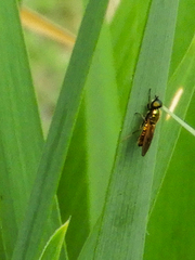 Chloromyia