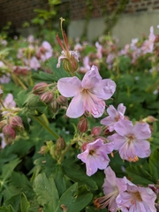 Geranium
