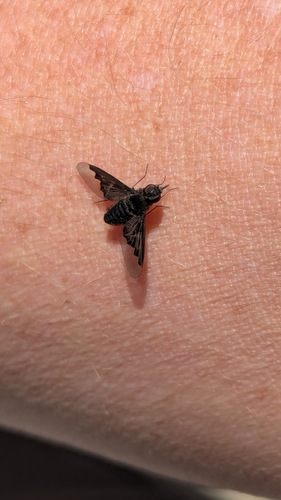 Anthracite Bee-Fly
