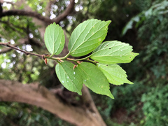 Celtis biondii