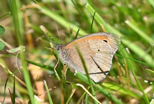 Meadow Brown