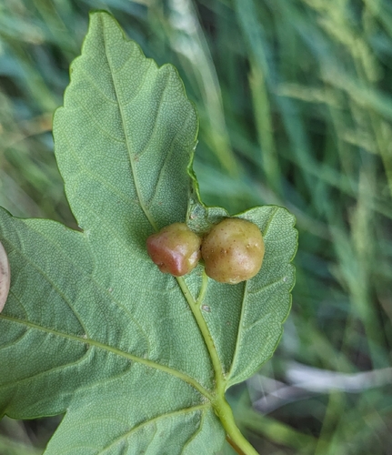 Maple gall wasp