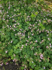 Geranium
