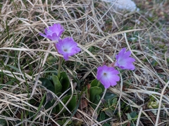 Primula clusiana, photograph (c) Jonáš Gaigr, some rights reserved (CC BY)