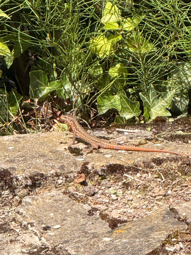 Common Wall Lizard