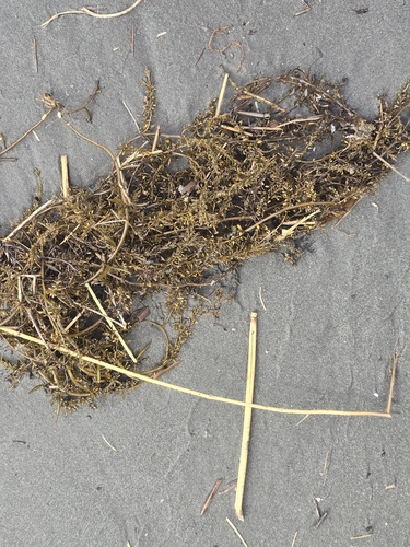 Sargassum observed 2026-06-05