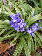 Hyacinthoides hispanica