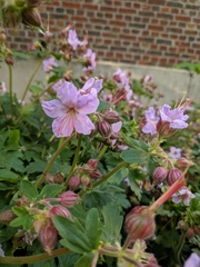 Geranium