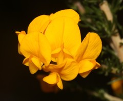 Aspalathus corrudifolia