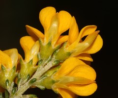 Aspalathus corrudifolia