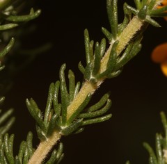 Aspalathus corrudifolia