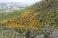 Aspalathus corrudifolia