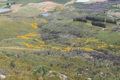 Aspalathus corrudifolia