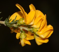 Aspalathus corrudifolia