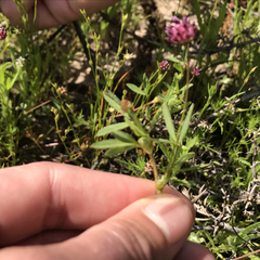 Trifolium depauperatum